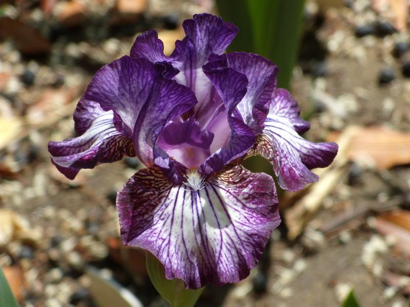 Photo of Intermediate Bearded Iris (Iris 'Toe the Line') uploaded by Betja