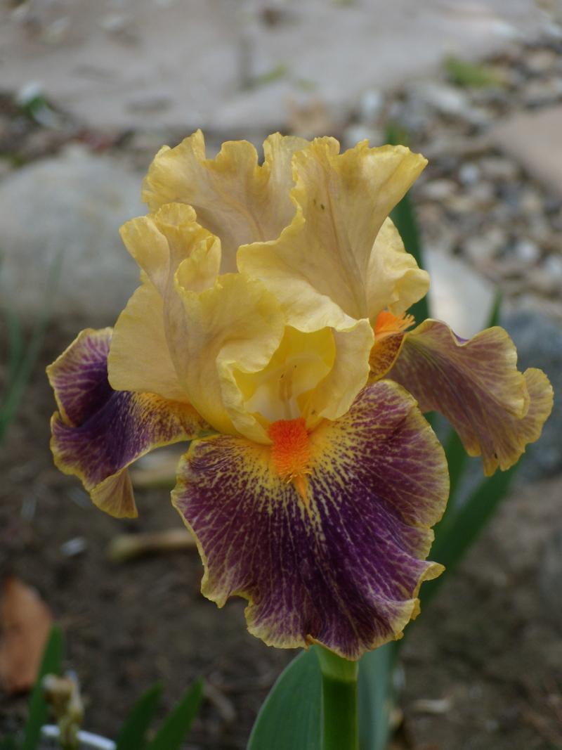 Photo of Intermediate Bearded Iris (Iris 'Delirium') uploaded by Betja