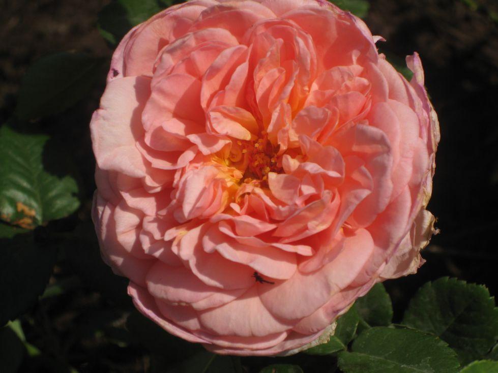 Photo of English Shrub Rose (Rosa 'Evelyn') uploaded by careyana