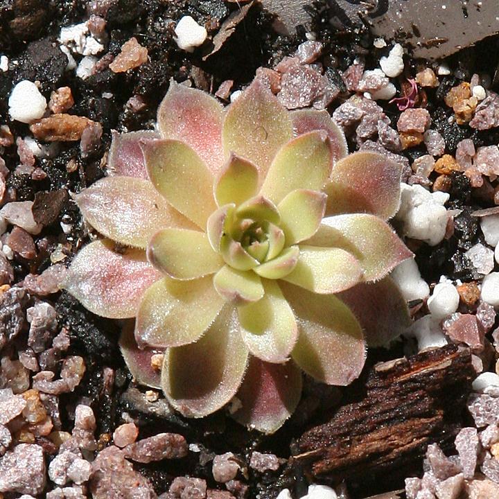Photo of Hen and Chicks (Sempervivum 'Pacific Magic Night') uploaded by insiderart