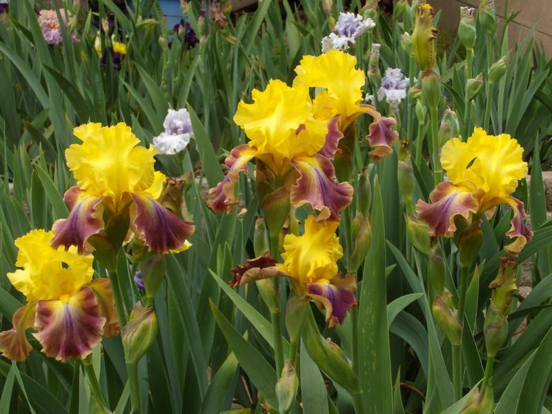 Photo of Tall Bearded Iris (Iris 'Extrovert') uploaded by Betja