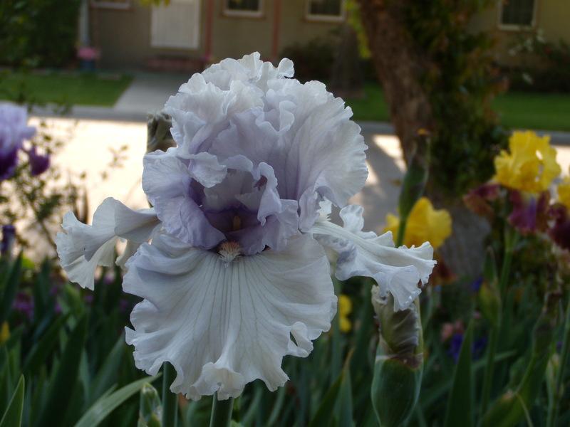 Photo of Tall Bearded Iris (Iris 'Resonance') uploaded by Betja