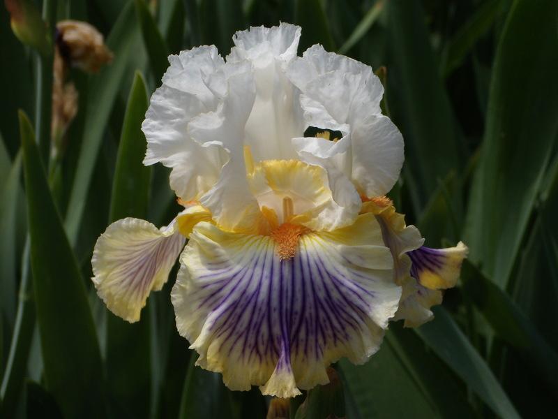 Photo of Tall Bearded Iris (Iris 'Exposé') uploaded by Betja