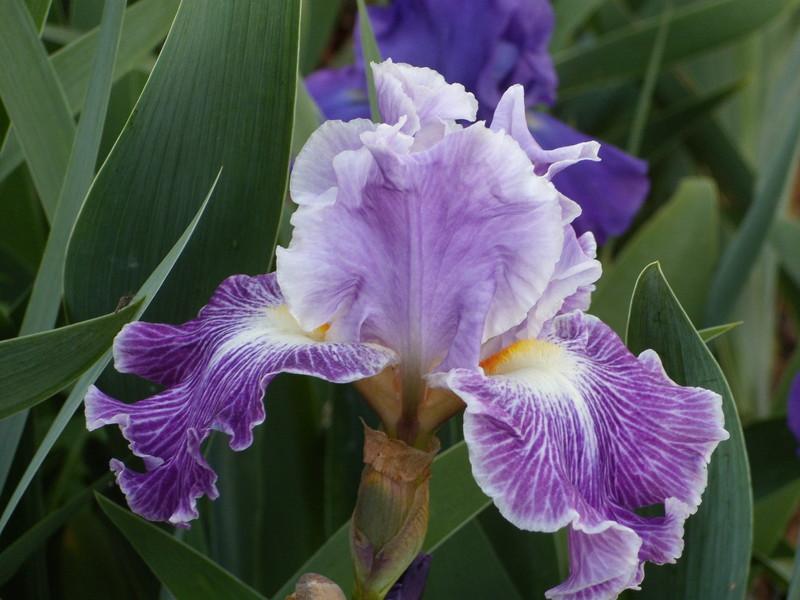 Photo of Tall Bearded Iris (Iris 'Telepathy') uploaded by Betja
