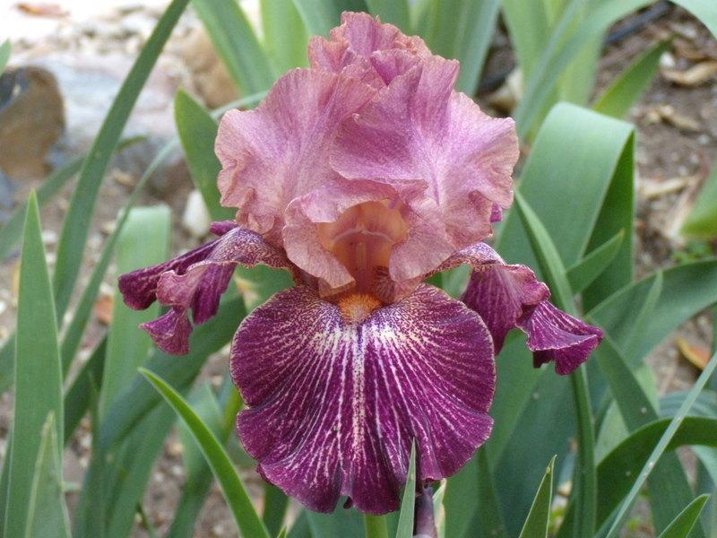 Photo of Tall Bearded Iris (Iris 'Artistic Web') uploaded by Betja