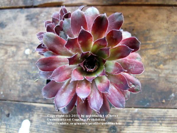 Photo of Hen and Chicks (Sempervivum 'Pacific Mayfair Imp') uploaded by goldfinch4