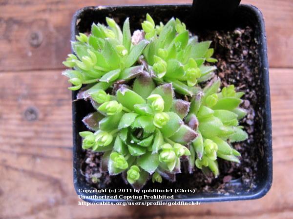 Photo of Rollers (Sempervivum globiferum subsp. hirtum 'Olympicum') uploaded by goldfinch4