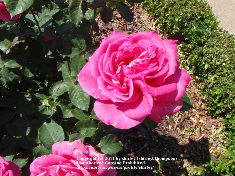 Photo of Rose (Rosa 'Pink Peace') uploaded by shirley