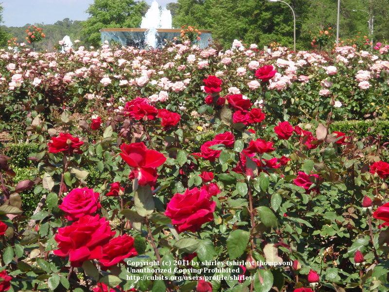 Photo of Hybrid Tea Rose (Rosa 'Mister Lincoln') uploaded by shirley