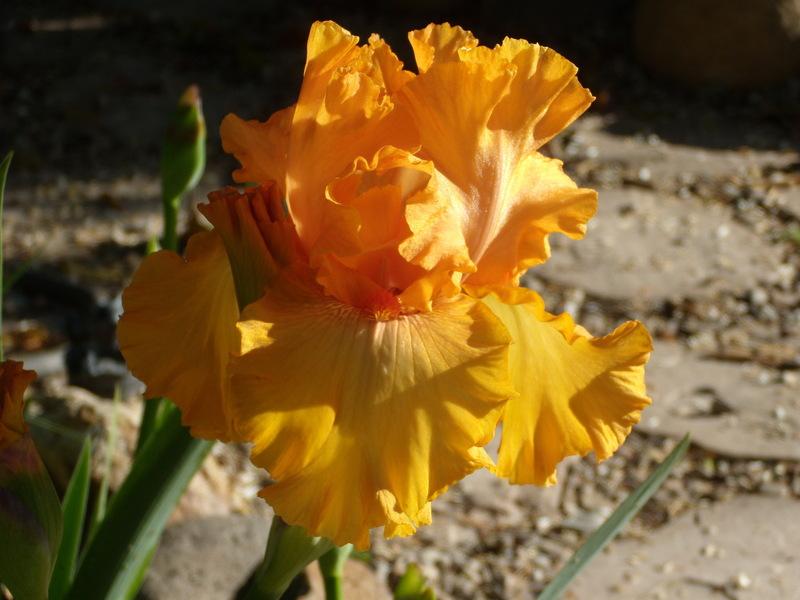 Photo of Tall Bearded Iris (Iris 'Brilliance') uploaded by Betja