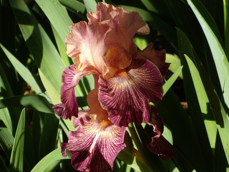 Photo of Tall Bearded Iris (Iris 'Artistic Web') uploaded by Betja