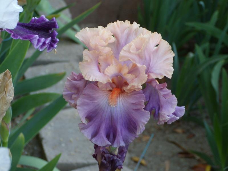 Photo of Tall Bearded Iris (Iris 'Photogenic') uploaded by Betja