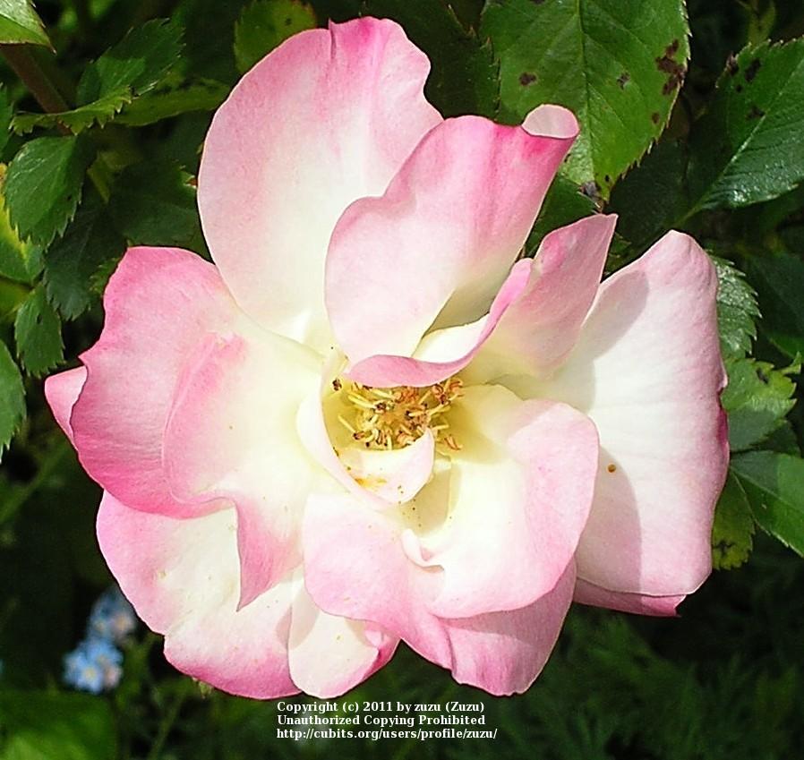 Photo of Rose (Rosa 'Easter Basket') uploaded by zuzu