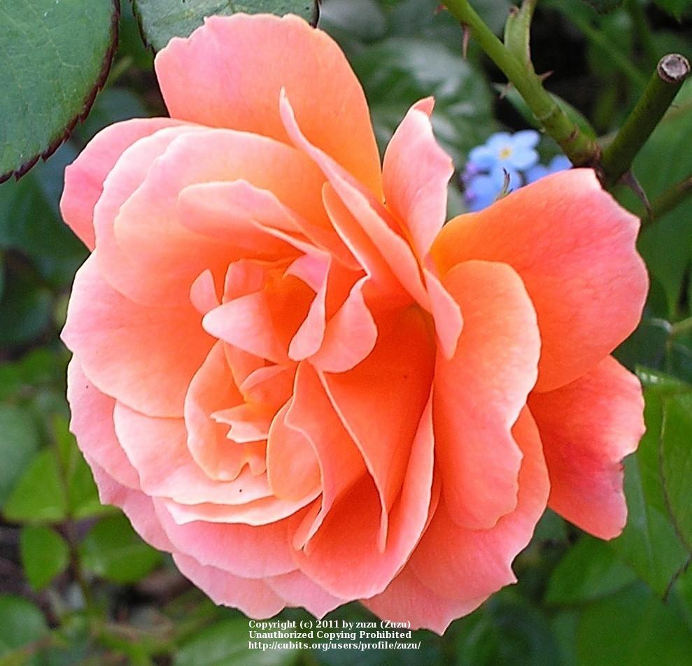 Photo of Floribunda Rose (Rosa 'Livin' Easy') uploaded by zuzu