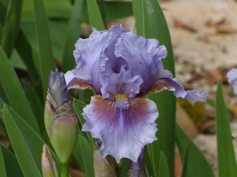 Photo of Intermediate Bearded Iris (Iris 'Megglethorp') uploaded by Betja