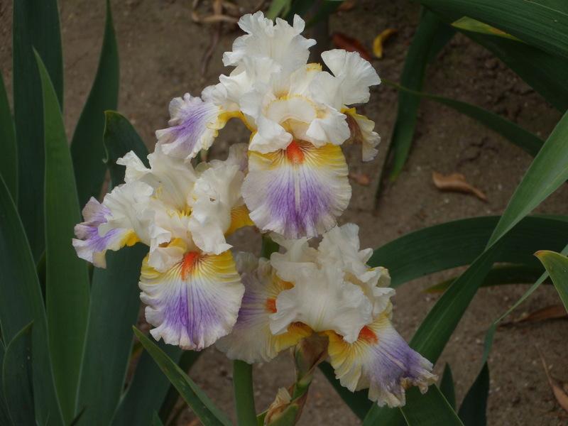 Photo of Tall Bearded Iris (Iris 'Quandary') uploaded by Betja