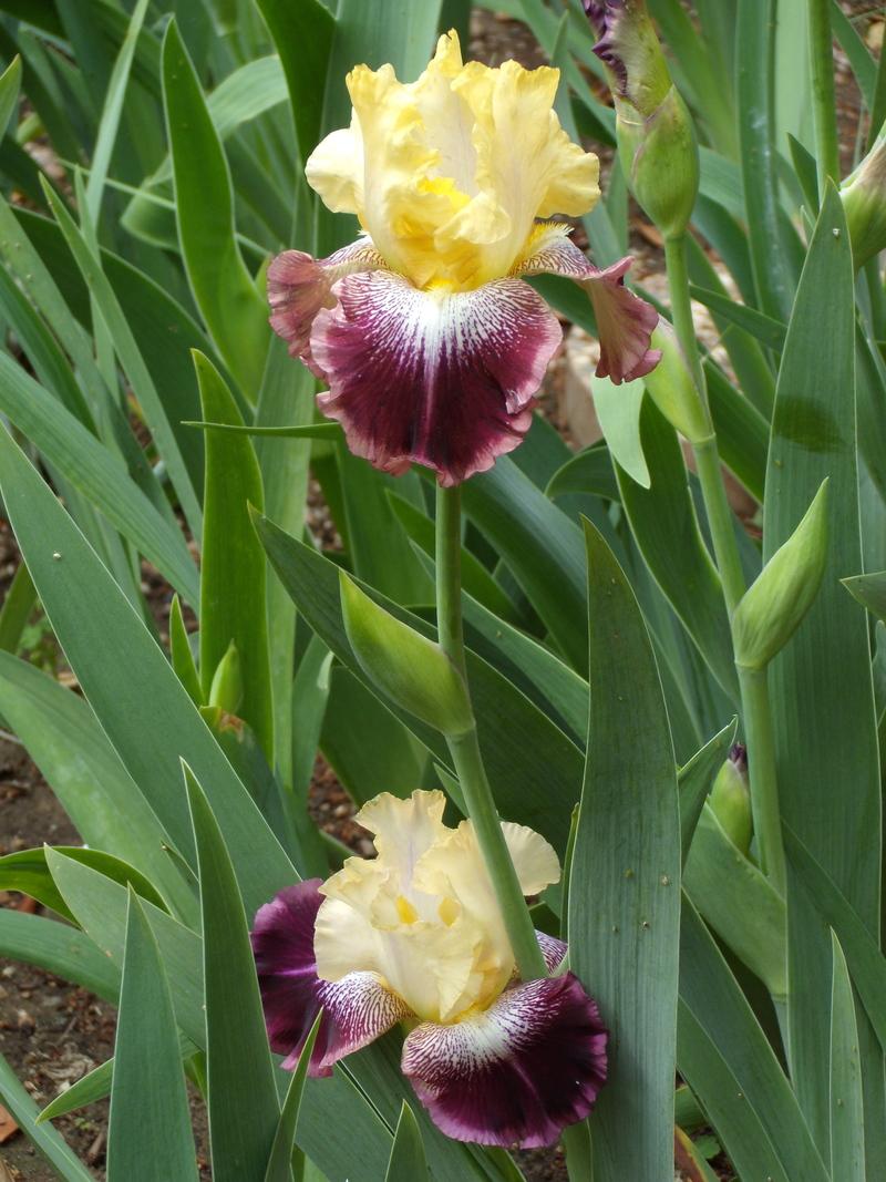 Photo of Tall Bearded Iris (Iris 'Irwell Gambler') uploaded by Betja