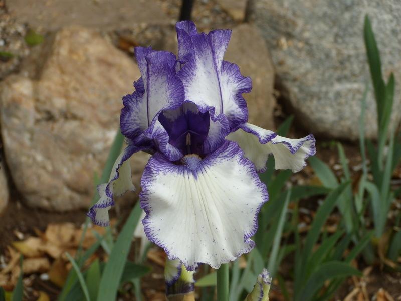 Photo of Border Bearded Iris (Iris 'Orinoco Flow') uploaded by Betja