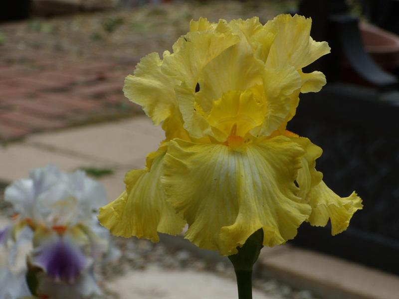 Photo of Tall Bearded Iris (Iris 'Tying Yellow Ribbons') uploaded by Betja