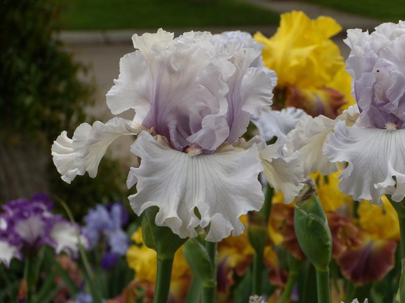 Photo of Tall Bearded Iris (Iris 'Resonance') uploaded by Betja