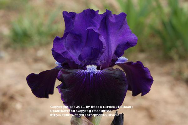 Photo of Intermediate Bearded Iris (Iris 'Star in the Night') uploaded by Brock