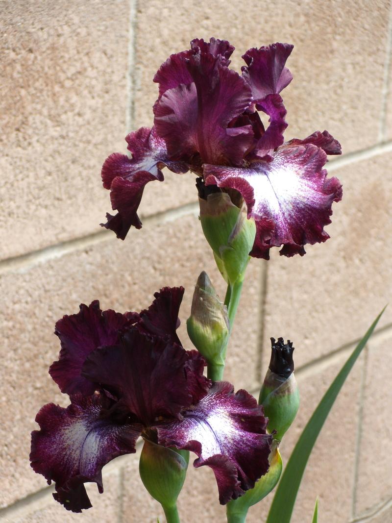 Photo of Tall Bearded Iris (Iris 'Psychic Reader') uploaded by Betja