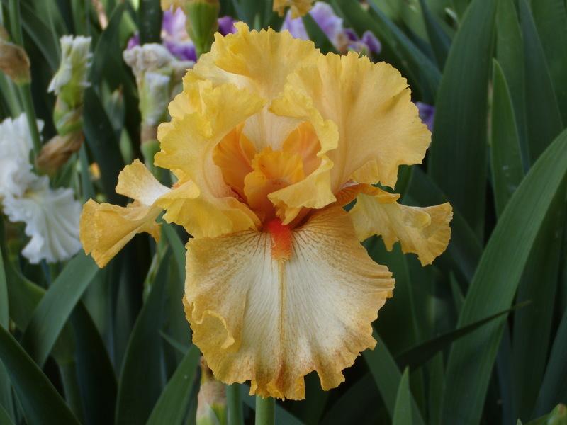 Photo of Tall Bearded Iris (Iris 'Cheap Frills') uploaded by Betja