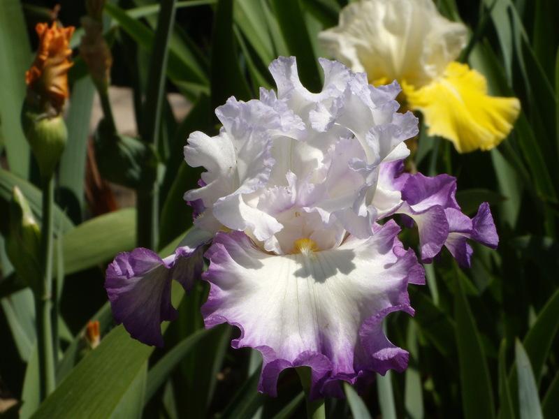 Photo of Tall Bearded Iris (Iris 'Center Ice') uploaded by Betja