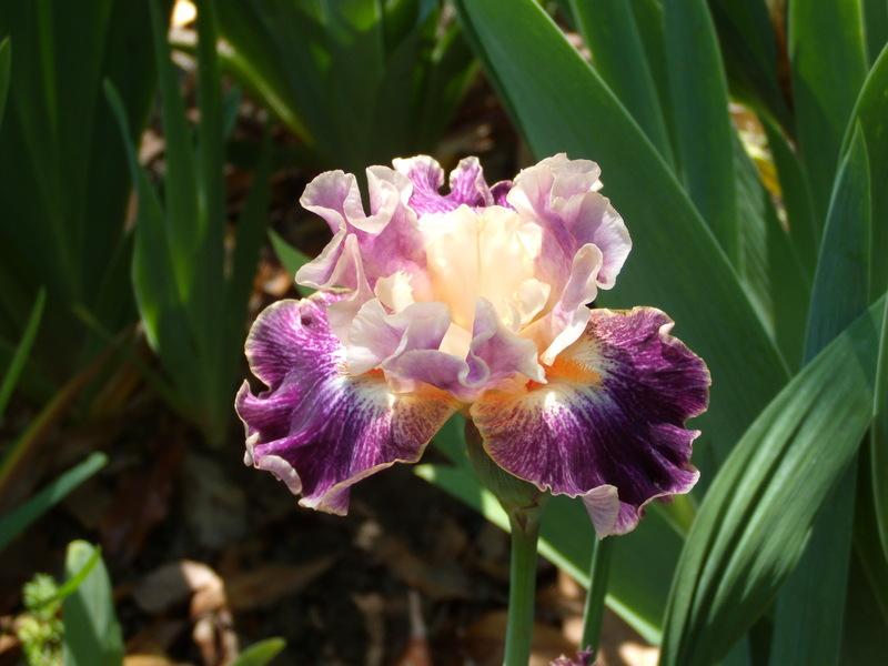 Photo of Tall Bearded Iris (Iris 'Teenybopper') uploaded by Betja