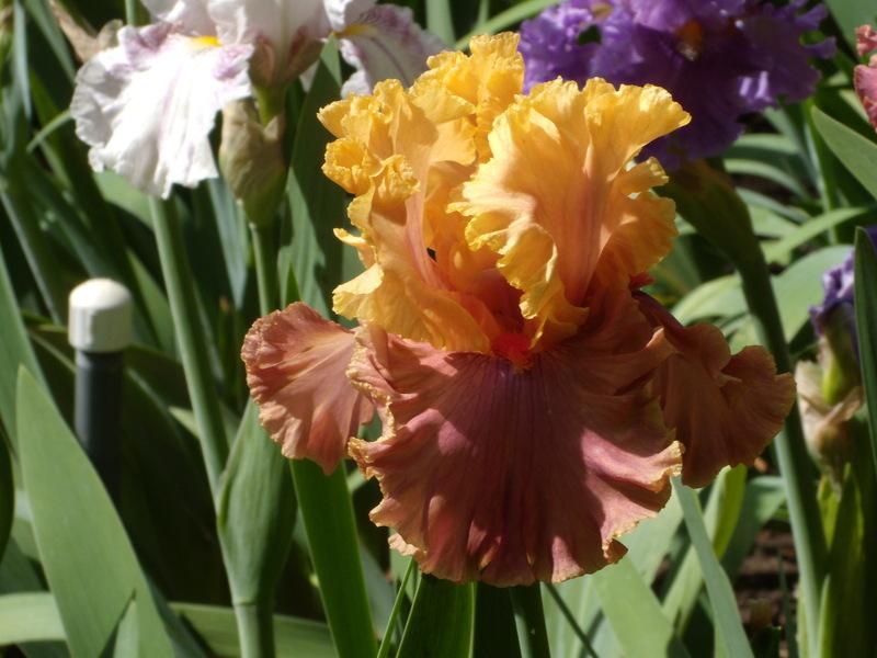 Photo of Tall Bearded Iris (Iris 'Glamazon') uploaded by Betja