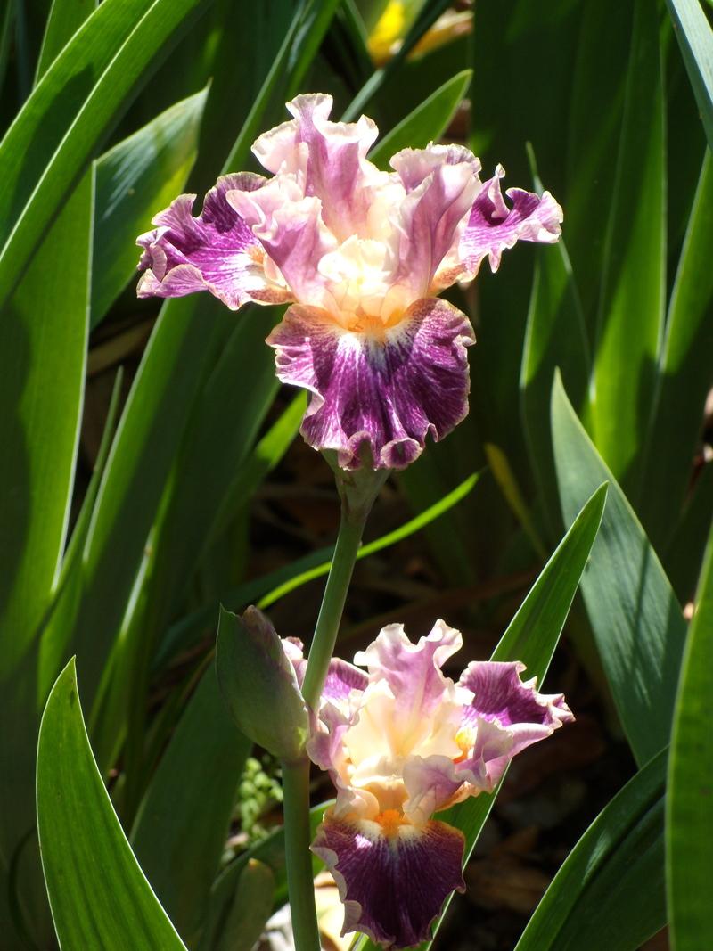 Photo of Tall Bearded Iris (Iris 'Teenybopper') uploaded by Betja