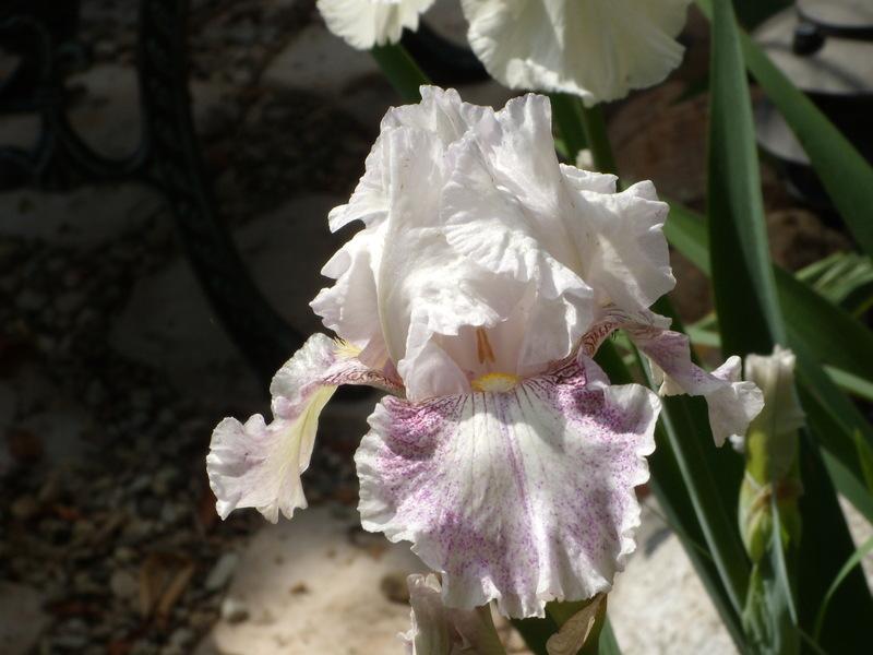Photo of Tall Bearded Iris (Iris 'Hi There Gorgeous') uploaded by Betja