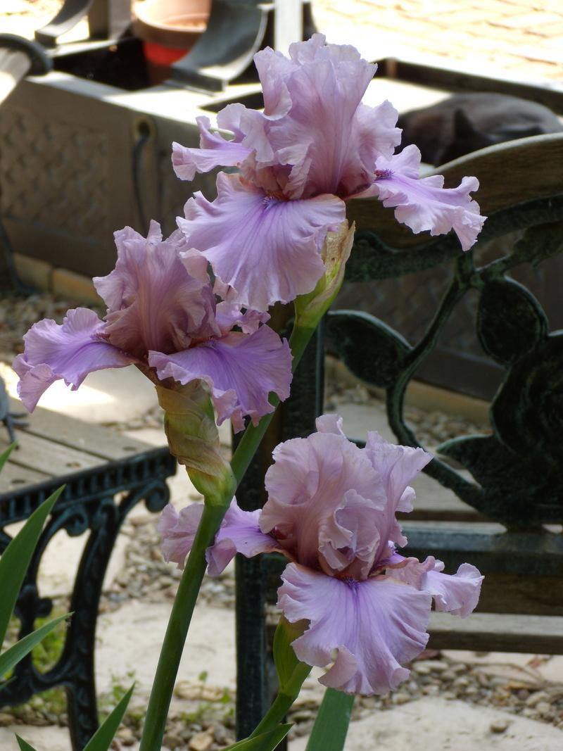 Photo of Tall Bearded Iris (Iris 'Silk Run') uploaded by Betja