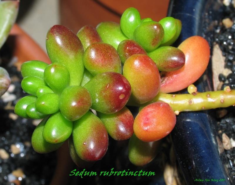 Photo of Jelly Bean (Sedum x rubrotinctum) uploaded by atenkley