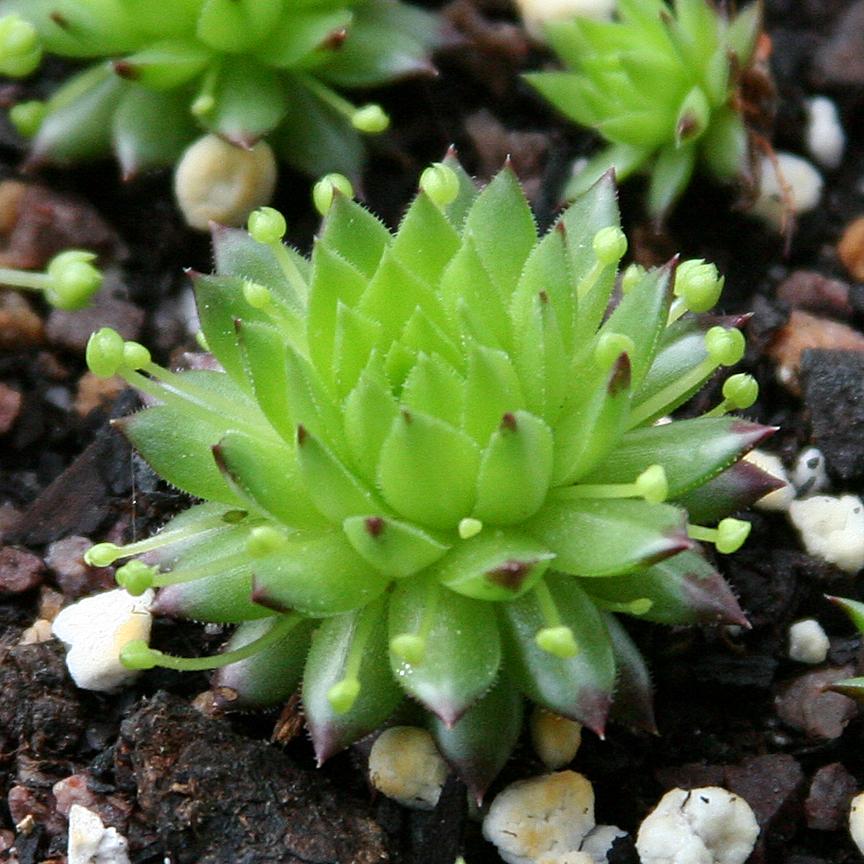Photo of Rollers (Sempervivum globiferum subsp. preissianum 'from Belianske Tatras') uploaded by insiderart
