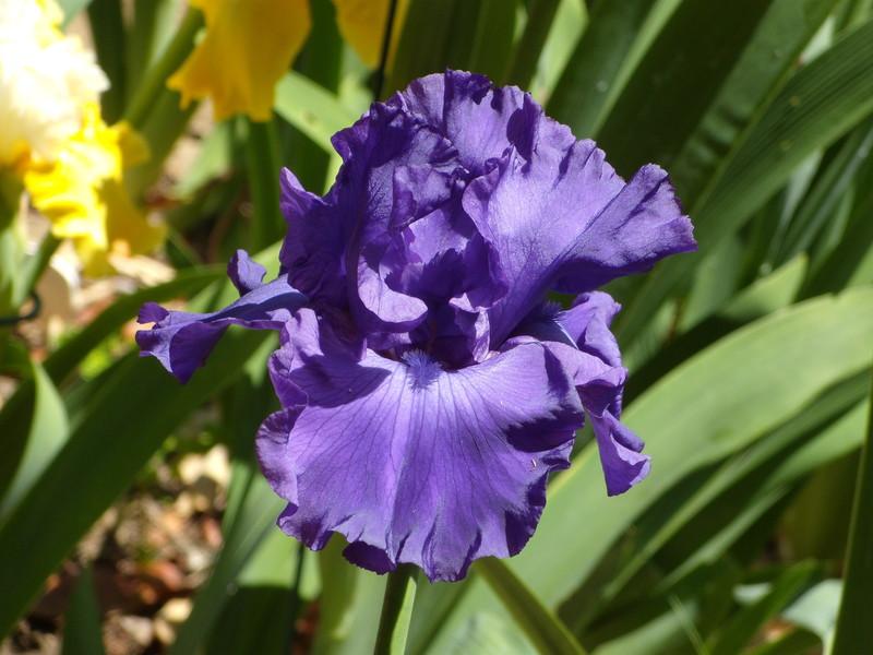 Photo of Tall Bearded Iris (Iris 'Magheralin') uploaded by Betja