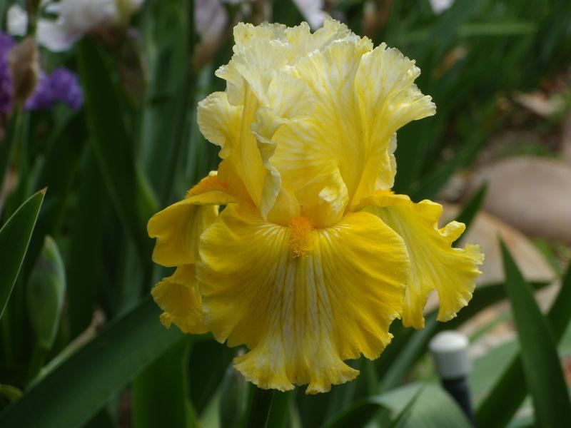 Photo of Tall Bearded Iris (Iris 'Smart Money') uploaded by Betja
