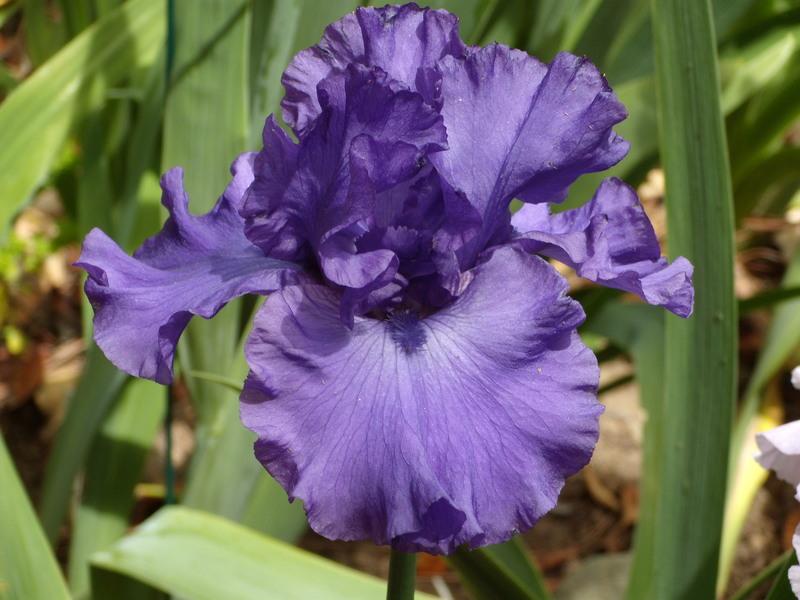 Photo of Tall Bearded Iris (Iris 'Magheralin') uploaded by Betja