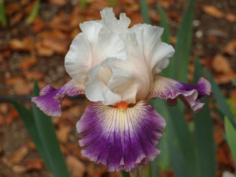 Photo of Tall Bearded Iris (Iris 'Pop Idol') uploaded by Betja