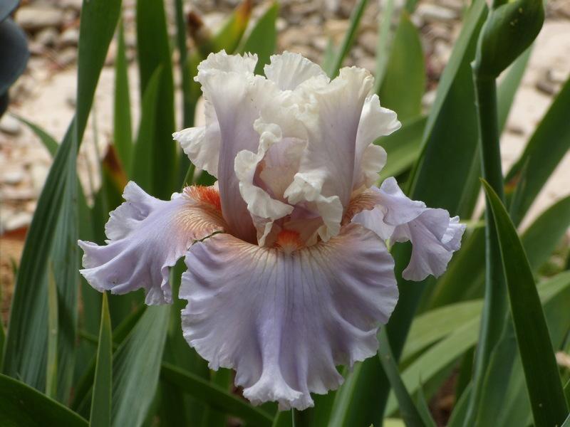 Photo of Tall Bearded Iris (Iris 'Platinum Class') uploaded by Betja