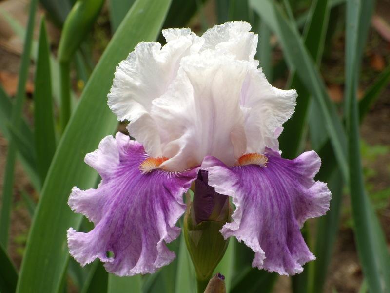 Photo of Tall Bearded Iris (Iris 'Into Temptation') uploaded by Betja