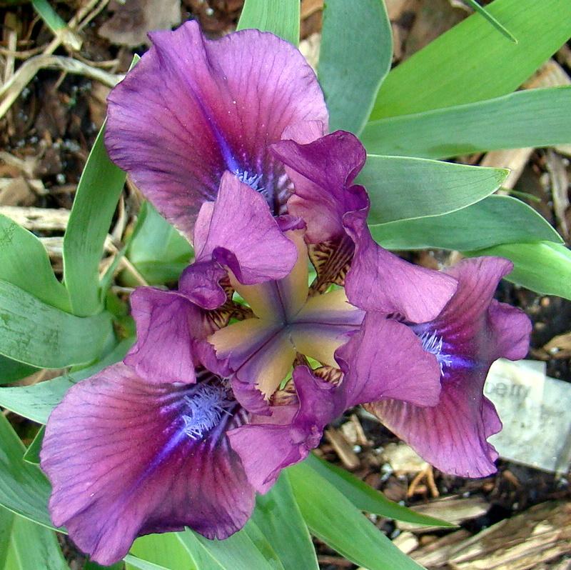 Photo of Standard Dwarf Bearded Iris (Iris 'Raspberry Jam') uploaded by stilldew