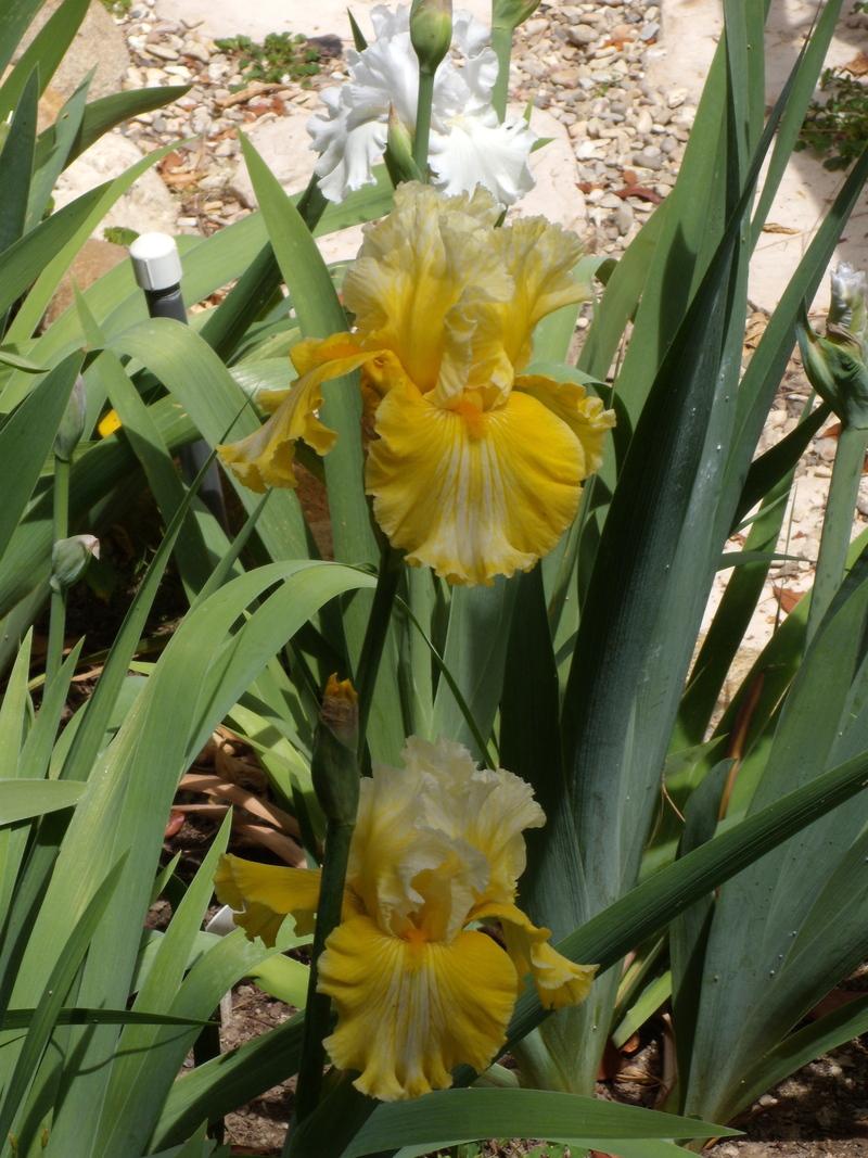 Photo of Tall Bearded Iris (Iris 'Smart Money') uploaded by Betja