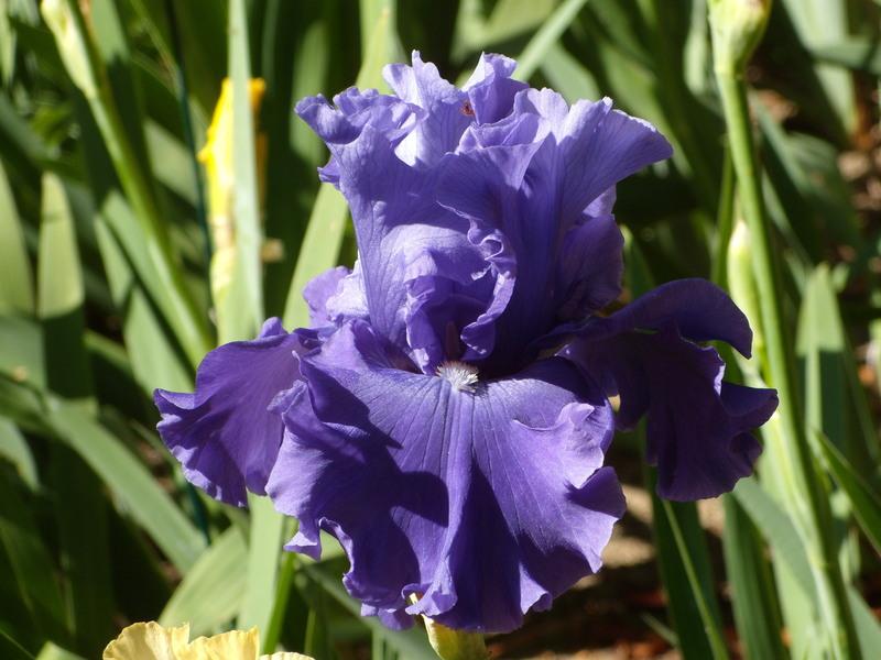 Photo of Tall Bearded Iris (Iris 'Adriatic Waves') uploaded by Betja