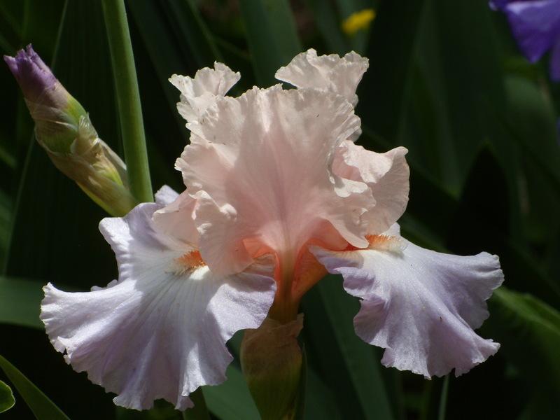 Photo of Tall Bearded Iris (Iris 'Blush of Pink') uploaded by Betja