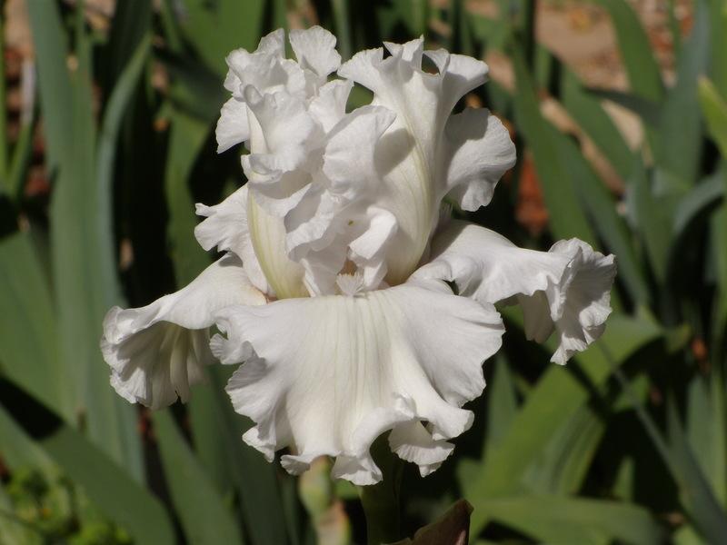 Photo of Tall Bearded Iris (Iris 'My Beloved') uploaded by Betja