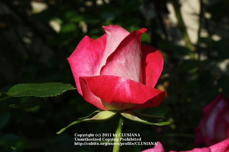 Photo of Rose (Rosa 'Rose Gaujard') uploaded by CLUSIANA