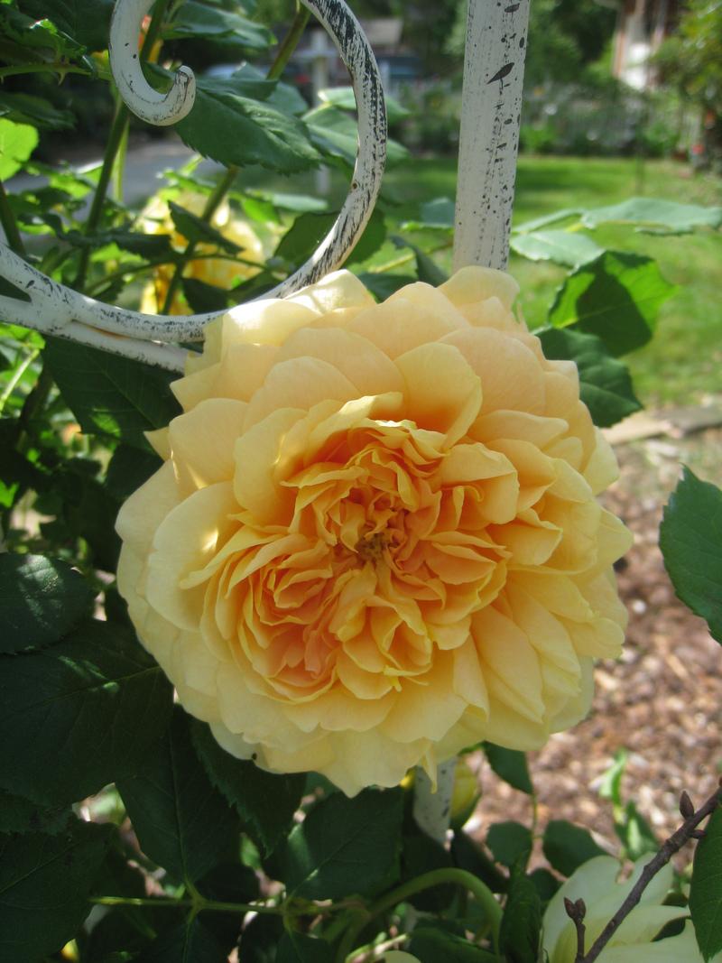 Photo of Rose (Rosa 'Golden Celebration') uploaded by Hemophobic