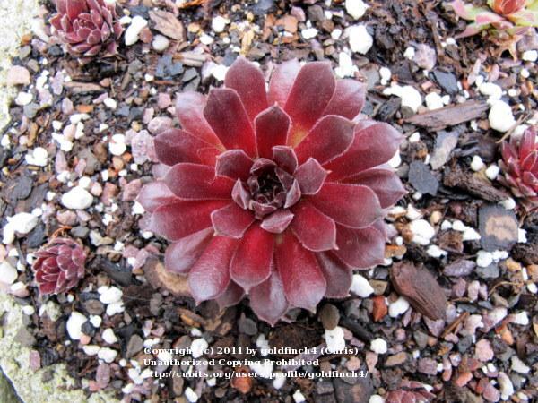 Photo of Hen and Chicks (Sempervivum 'Pacific Red Tide') uploaded by goldfinch4