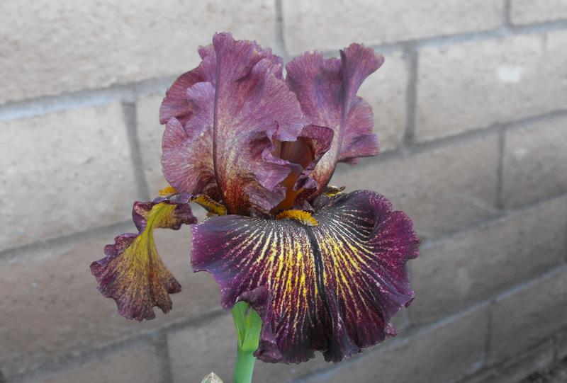 Photo of Tall Bearded Iris (Iris 'High Octane') uploaded by redheadclan